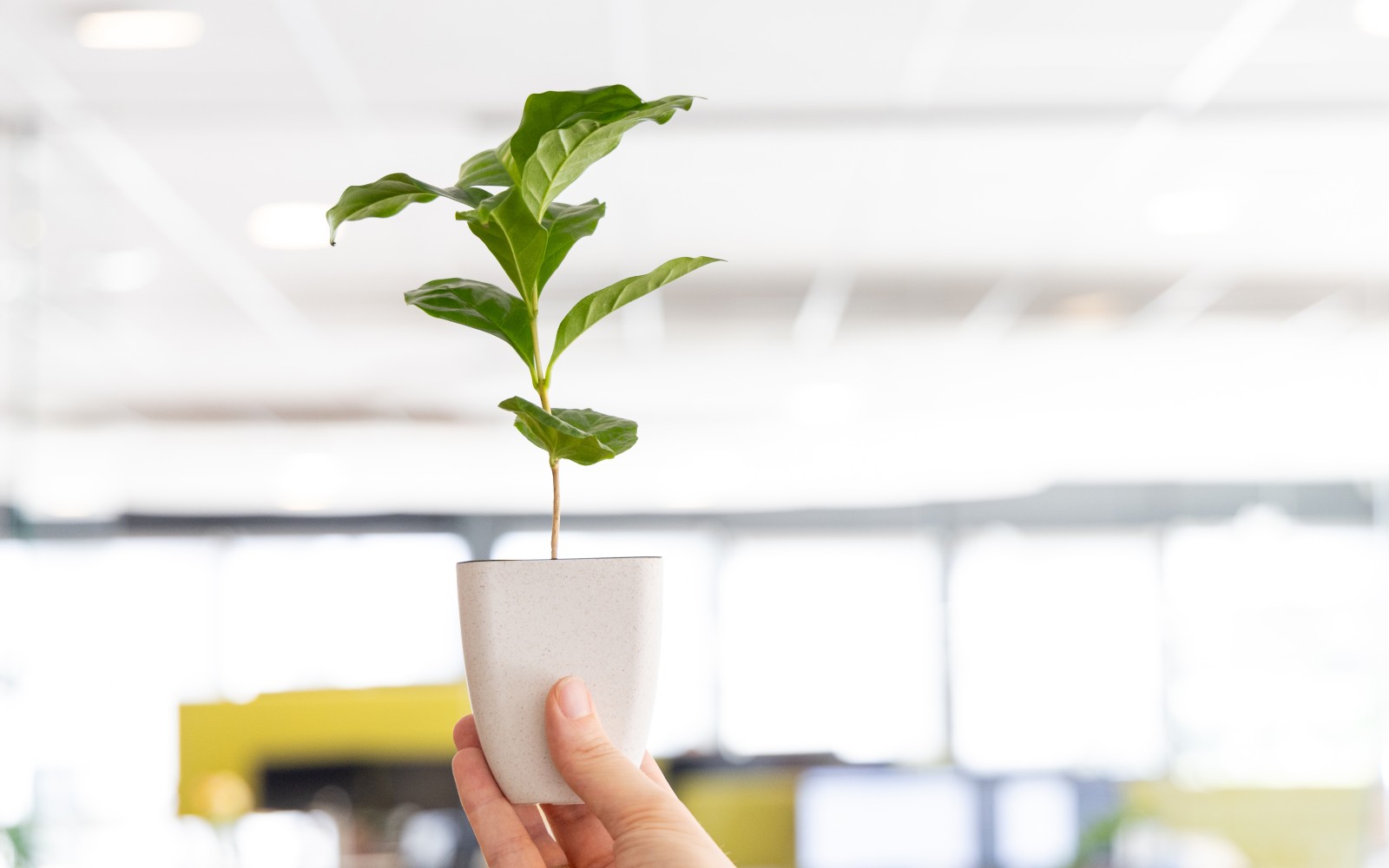 Boomgeschenk in doosje